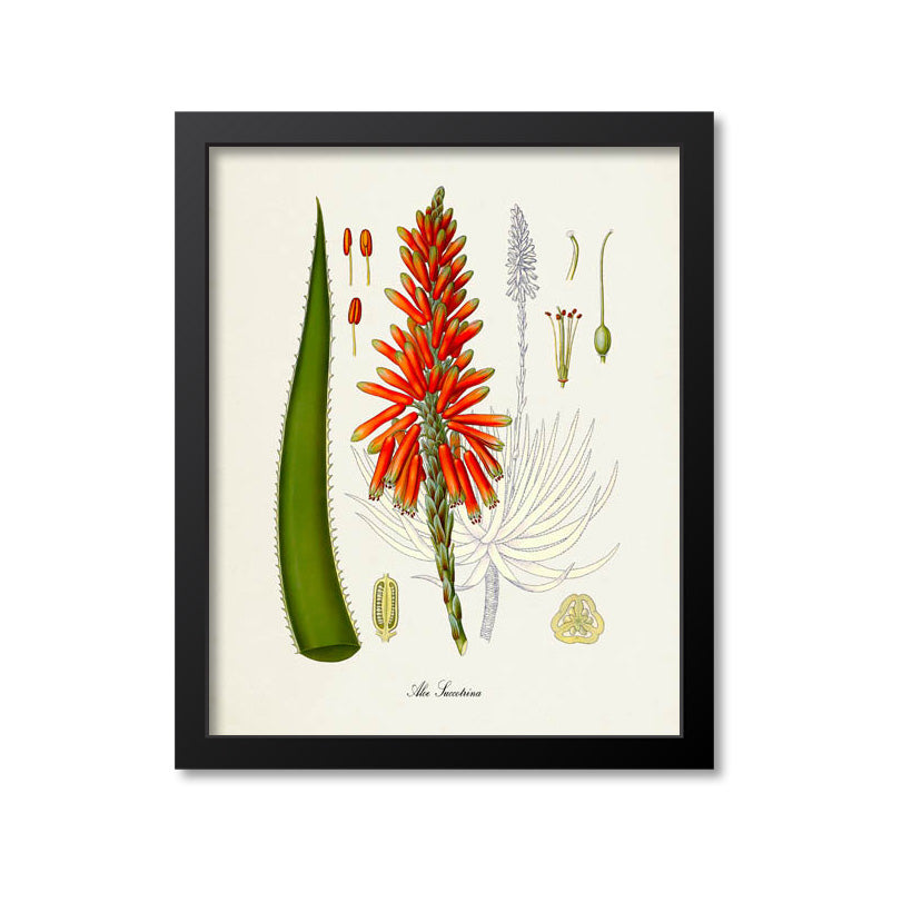 Aloe Botanical Print