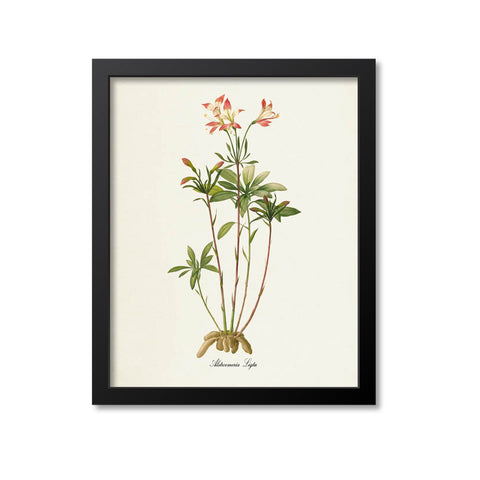 Amaryllis Flower Art Print, Alstroemeria Ligtu, Lily of the Incas