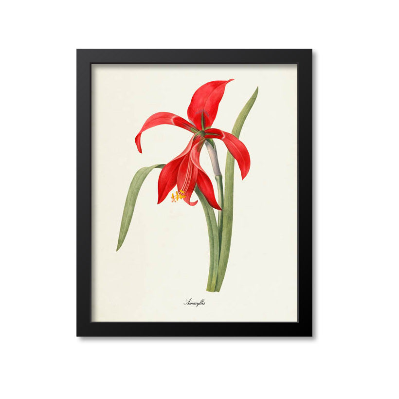 Amaryllis Flower Art Print