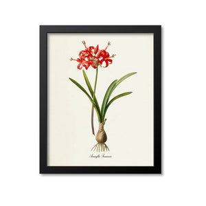 Amaryllis Flower Art Print, Guernsey Lily