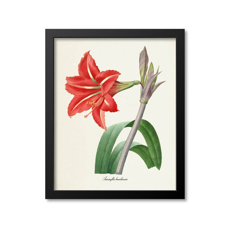 Amaryllis Flower Art Print, Amaryllis brasiliensis