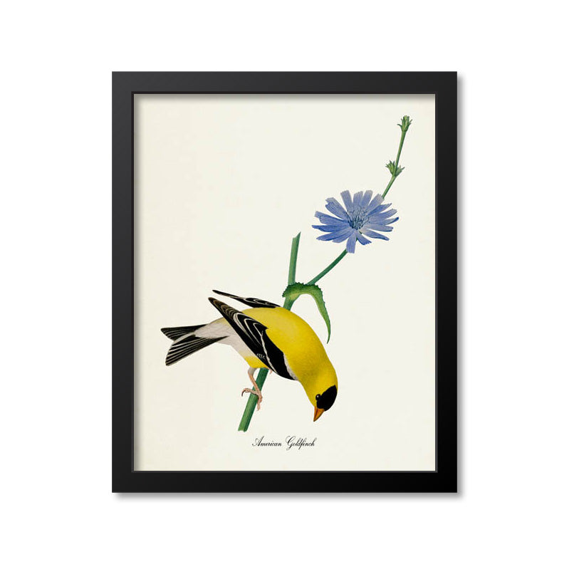 American Goldfinch Bird Print