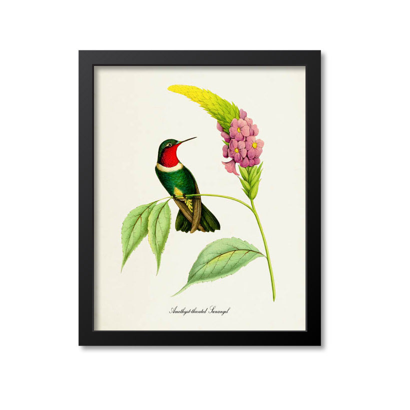 Amethyst-throated Sunangel Hummingbird Print
