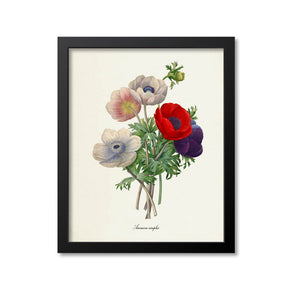 Anemone simplex Flower Art Print
