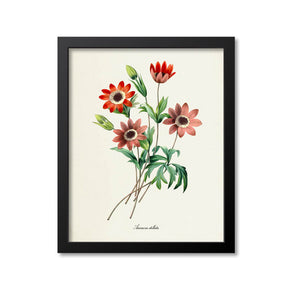 Anemone stellata Flower Art Print