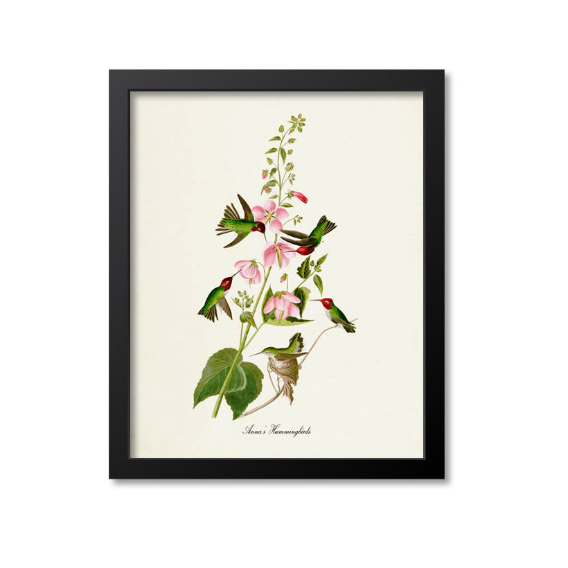 Anna's Hummingbirds Print