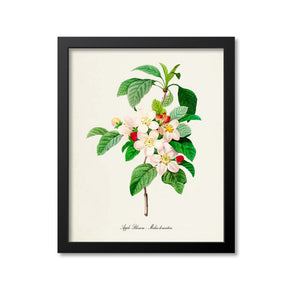 Apple Blossom Flower Art Print