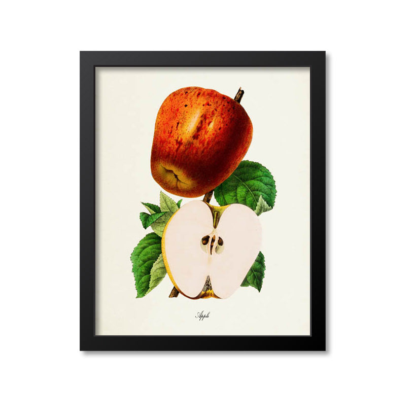 Apple Botanical Print, Apple Seeds