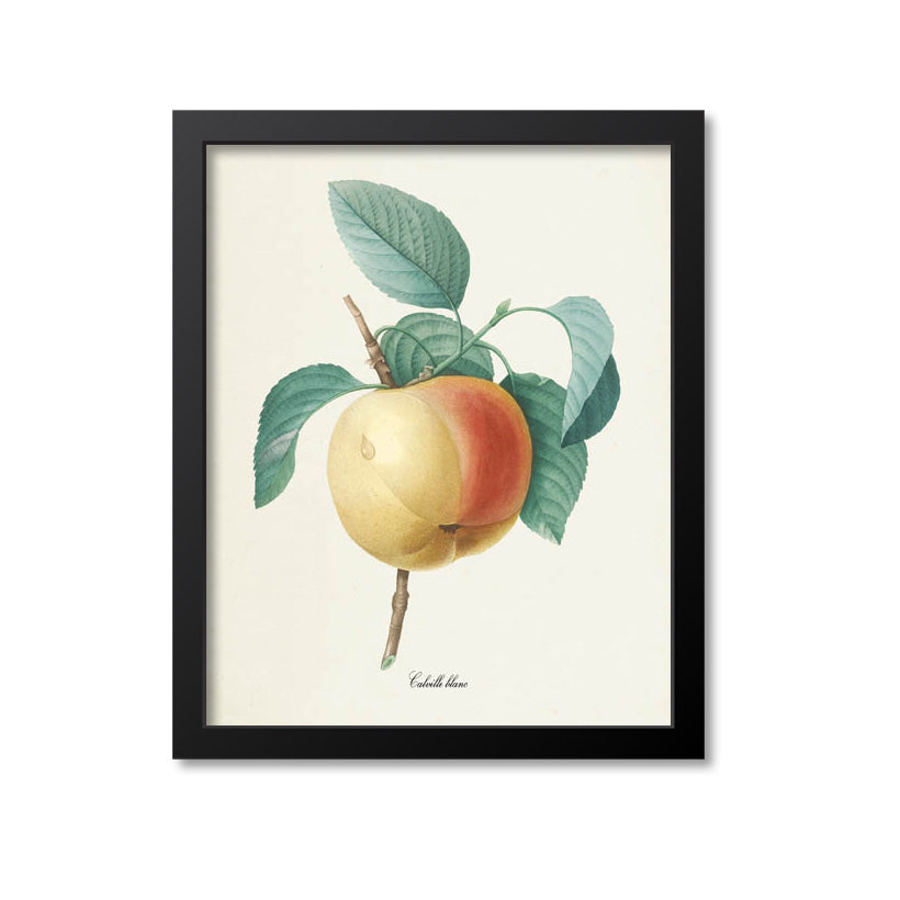 Apple Botanical Print, Calville Blanc Fruit Tree Branch