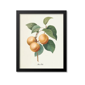 Apricot Botanical Print