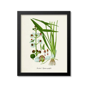 Arrowhead Flower Art Print