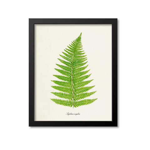 Fern Art Print - Aspidium angulare