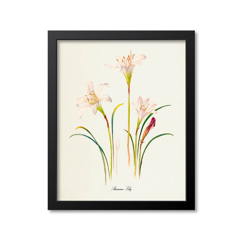 Atamasco Lily Flower Art Print