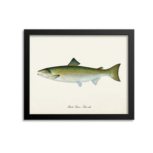 Atlantic Salmon Art Print