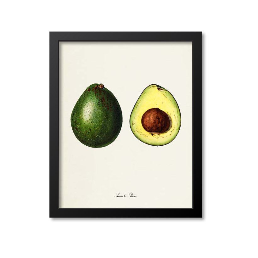 Avocado Botanical Print
