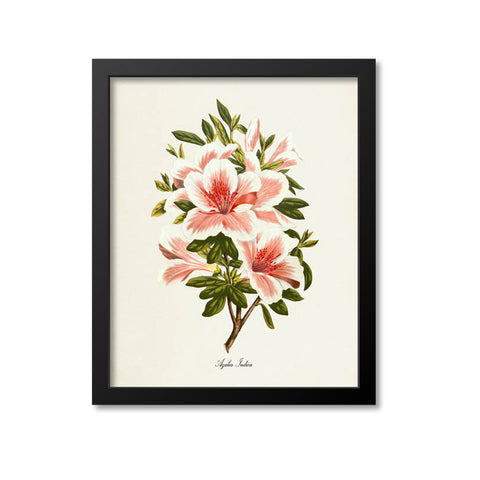Azalea Indica Flower Art Print