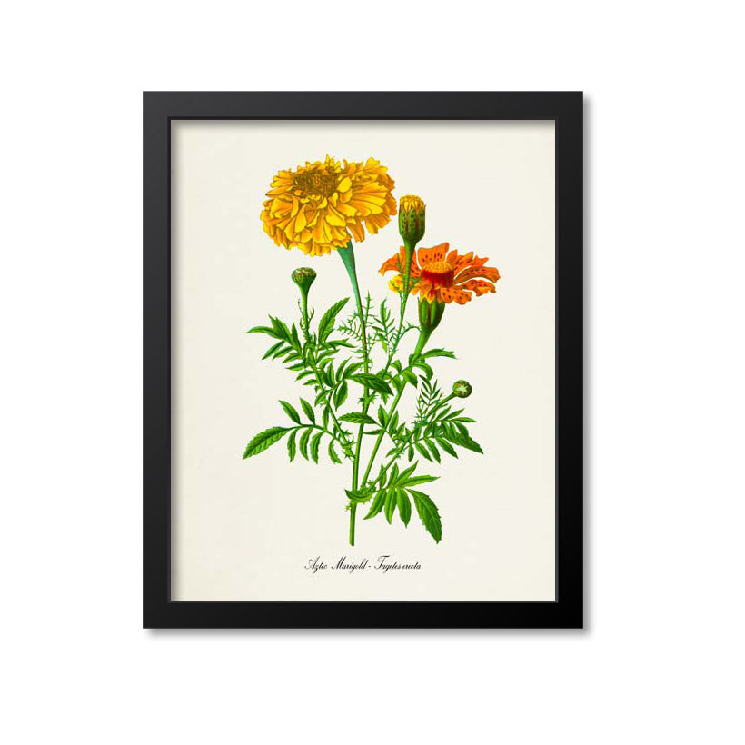 Aztec Marigold Flower Art Print