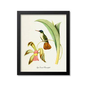 Azure-Crowned Hummingbird Print
