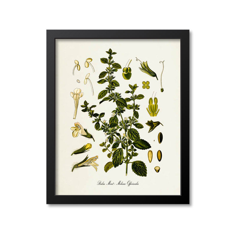 Balm Mint Botanical Print