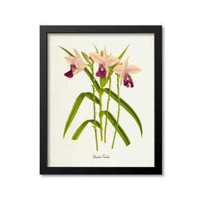 Bamboo Orchids Flower Art Print