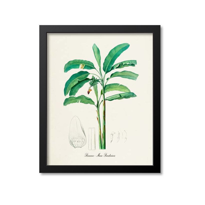 Banana Tree Botanical Print