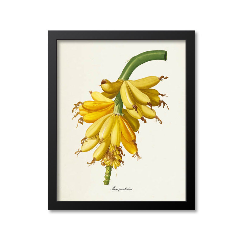 Bananas Botanical Print