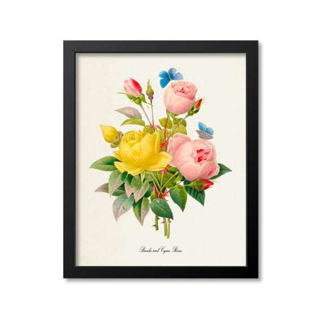 Banks and Cyme Roses Flower Art Print