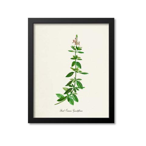 Basil Botanical Print