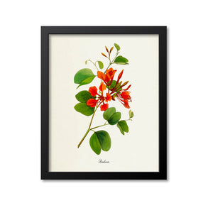 Bauhinia Flower Art Print, Red