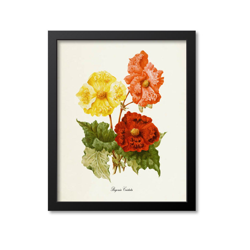 Begonia Cristata Flower Art Print
