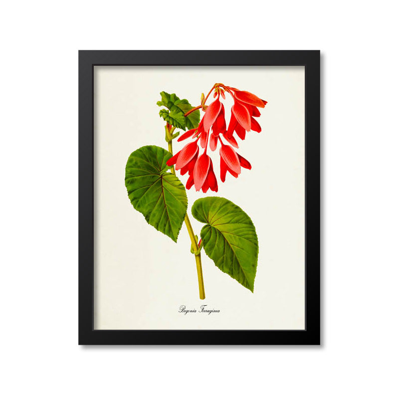Begonia Ferruginea Flower Art Print