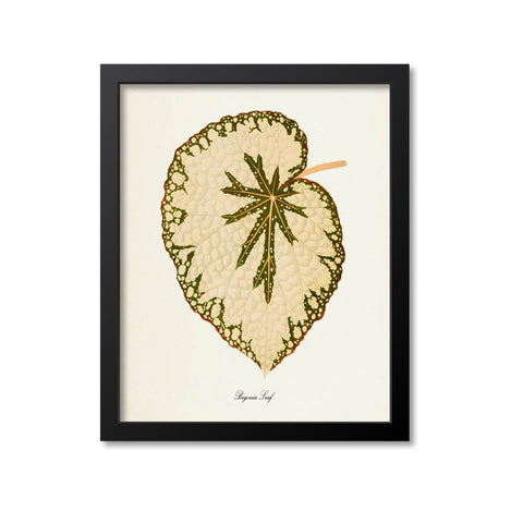 Begonia Leaf Art Print