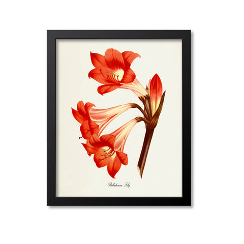 Belladonna Lily Flower Art Print