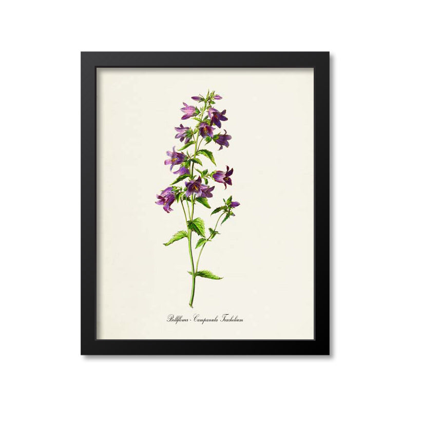 Bellflower Flower Art Print