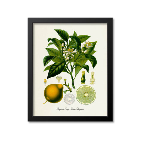 Bergamot Orange Botanical Print