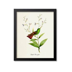 Berylline Hummingbird Print