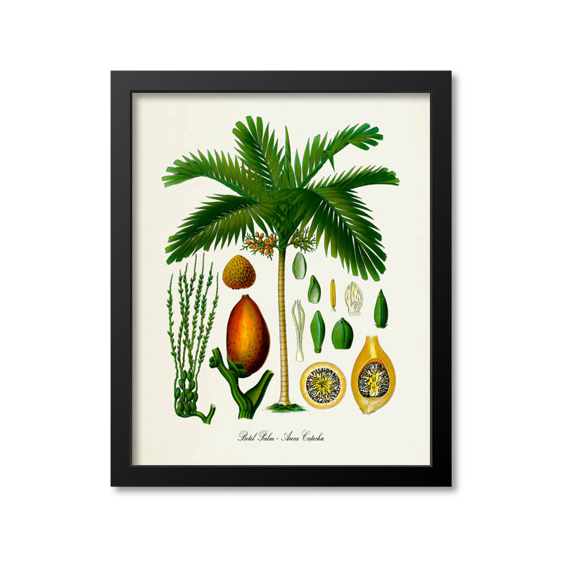 Betel Palm Tree Botanical Print