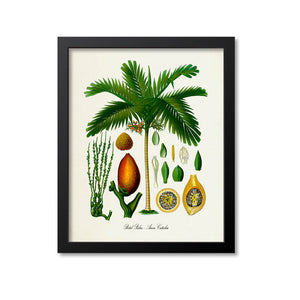 Betel Palm Tree Botanical Print