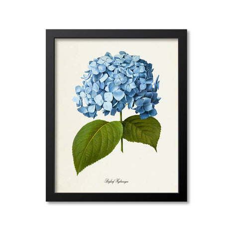 Bigleaf Hydrangea Flower Art Print, Blue