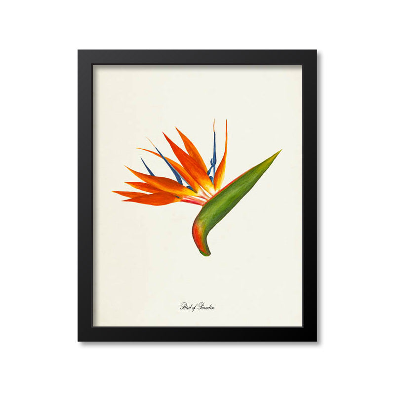 Bird of Paradise Flower Art Print