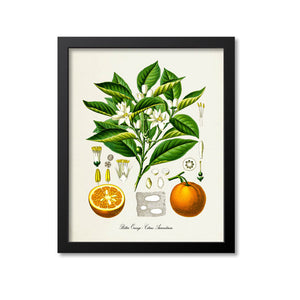 Bitter Orange Botanical Print