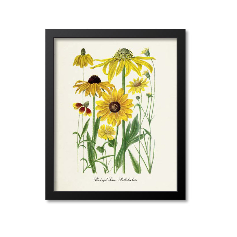 Black-eyed Susan Flower Art Print