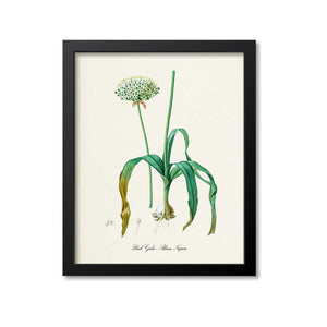 Black Garlic Botanical Print