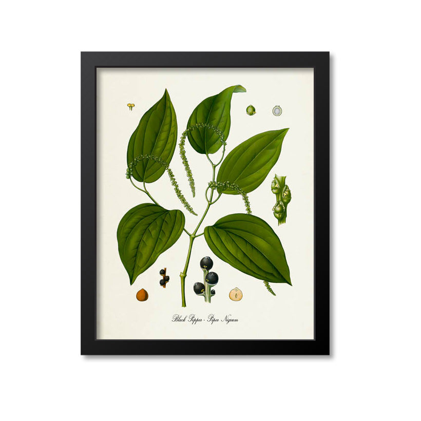 Black Pepper Botanical Print