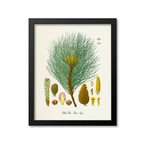 Black Pine Botanical Print
