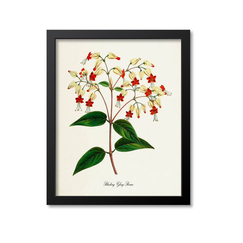 Bleeding Glory-Bower Flower Art Print, Bleeding Heart