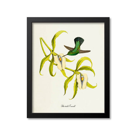 Blue-tailed Emerald Hummingbird Print