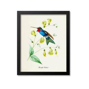 Blue-tufted Starthroat Hummingbird Print