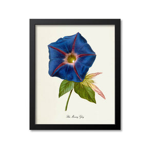 Blue Morning Glory Flower Art Print