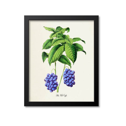 Blue Wild Coffee Botanical Print